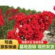 紫薇花樹(shù)苗紫薇苗紅火箭紫薇小苗百日紅紫薇花苗庭院綠化苗 紅火箭 3公分粗