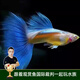 云峰海瑞孔雀魚(yú)純種天空藍(lán)緞帶蝶翼大C種魚(yú)藍(lán)白燕尾熱帶觀賞魚(yú)淡水魚(yú) 精品天空-孔雀魚(yú)4公4母