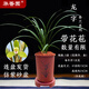 華香園蘭花 龍字 春蘭老八種之一 濃香型不帶花苞室內外辦公室內綠植 龍字5苗帶盆(紅直筒)帶花苞
