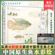 中國原生魚水彩繪 張國剛 彭作剛 常見原生魚類精美原創(chuàng)水彩畫物種飼養(yǎng)體驗(yàn)等中國原生魚美艷鑒別魚種中國小型淡水魚飼養(yǎng)殖常識(shí)書