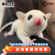 暮秋小主蜜袋鼯活物幼崽小飛鼠會(huì)滑翔蜜袋鼠寶寶蜜袋鼬活體寵物鼠活寵 純白幼蜜【公】【高雅】