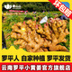 姜山山-云南羅平小黃姜 老姜 國家地理標(biāo)志 新鮮云南小黃姜 生姜 產(chǎn)地發(fā) 凈重 2斤 包郵