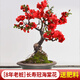 花翁盆栽花卉綠植盆景(8年3cm老樁)精品長壽冠海棠花+肥料源頭直發(fā)