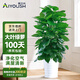 愛優(yōu)尚大葉綠蘿柱盆栽客廳大型綠植辦公室內(nèi)除甲醛凈化空氣綠籮源頭直發(fā)