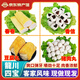 客家郎龍川客家四寶卷春香信豆腐丸豬肉丸傳統(tǒng)美食火鍋丸子食材河源特產(chǎn) 龍川四寶【請(qǐng)自行備注】 2斤