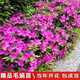 洛與霞毛杜鵑夏娟毛鵑花苗茶梅苗毛娟映山紅小苗花庭院花壇開(kāi)花植物樹(shù)苗 【毛娟大苗】3-4個(gè)分枝（10棵）  不含盆