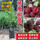 東魁楊梅樹(shù)苗帶土發(fā)貨嫁接仙居黑炭楊梅苗地栽南北方四季當年結果  年苗【50-70cm高 當年結果】 仙居楊梅(帶土帶葉發(fā)貨)1顆