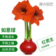 春枝韻年宵花封蠟朱頂紅種球禮盒進(jìn)口球根花卉室內(nèi)裝飾無水無土即可開花 紅君主(紅球) 34/36cm