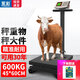永彩稱重電子秤商用輪子秤家用落地大型臺秤手推滾輪精準(zhǔn)電子稱可折疊電子稱豬秤工業(yè)物流地磅秤 600公斤【特厚粗支架45*60臺面】輪子秤