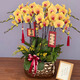 Only you【兩小時(shí)達(dá)】蝴蝶蘭帶花苞花劍花盆真花蘭花盆栽開業(yè)喬遷佛堂供花 10株金黃（瓷盆隨機(jī)）