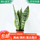萌肉居虎皮蘭新房辦公室多肉植物圖書(shū)館綠植盆栽虎皮蘭原盆土源頭直發(fā)