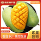 集年鮮芒果當季熱帶甜心多汁 新鮮青皮金煌芒果水生鮮果整箱節日送禮 含箱5斤凈重4.5斤優(yōu)品果