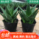萌肉居2盆蘆薈不夜城多肉植物盆栽花卉桌面盆栽蘆薈原盆2盆源頭直發(fā)