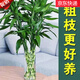 萌肉居富貴竹水培綠植盆栽花卉10根約60cm大葉富貴竹含玻璃瓶源頭直發(fā)