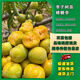 嫣藍李子果樹(shù)苗嫁接特大脫骨南北方蜂糖李子苗2-2.5公分粗1棵源頭直發(fā)