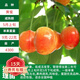 歐悟【買(mǎi)2顆送1顆】嫁接車(chē)厘子樹(shù)苗大櫻桃樹(shù)苗盆栽果樹(shù)苗木南北方種植 黃蜜櫻桃樹(shù)苗 6年苗當年結果
