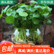 萌肉居銅錢草招財(cái)水培植物桌面盆栽綠植銅錢草草根+玻璃小圓球源頭直發(fā)