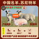 原色貓內(nèi)蒙古特產(chǎn)正宗散養(yǎng)蘇尼特羔羊整羊羊肉生鮮全羊整只 全羊整只蘇尼特羔羊20斤