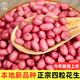 大禹花生種子原種新品種紅皮產(chǎn)高農(nóng)科院黑花生種籽批發(fā)四粒山東本地 四粒紅花生種子1斤 剝殼籽
