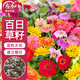 壽禾百日草種子苗混色百日菊四季花卉種籽 濰豐百日草種子約500粒