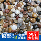 裕漫天50斤鵝卵石鋪路鋪地庭院花園造景天然大小石頭雨花石原石鵝軟暖石 50斤 精拋五彩2~4cm