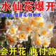 伊多祥水仙花水培營(yíng)養液催花促花矮壯素快速開(kāi)花肥料植物花卉生長(cháng)調節劑 1瓶【花開(kāi)更旺 花期更長(cháng)】