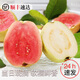 璋玖牯 香軟紅心芭樂(lè)（順豐直發(fā)）5斤軟糯香甜土番石榴雞屎香送酸梅粉 紅白雙拼（13-16個(gè)）