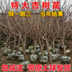帝王特大杏樹苗帶土發(fā)貨早熟杏子樹苗嫁接盆地栽南北方種當(dāng)年結(jié)果 地徑3公分粗【品種備注 當(dāng)年結(jié)果 杏子樹苗