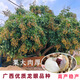 龍眼苗石硤儲良四季龍眼南方種植嫁接苗桂圓苗地栽庭院種植帶土 四季龍眼 2年嫁接苗