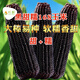 長耕黑甜糯玉米種子黑玉米種籽春四季玉米產(chǎn)高矮大棒生食耐旱粘孑種籽 黑甜糯玉米種168/500克【甜+糯】