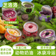 芝洛洛 盒子蛋糕 多口味可選甜品罐子生日蛋糕小蛋糕慕斯糕點(diǎn)奶油點(diǎn)心 共5罐 玫瑰+草莓+芒果+抹奧+葡萄