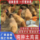 一斤半斤純種小土雞苗農(nóng)村散養(yǎng)走地雞青腳小雞活苗笨雞脫溫苗母雞 4-5兩土雞苗6只（5母1公）