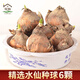 花翁漳州水仙花種球6個(gè) 室內盆栽水養帶花苞年宵花卉植物源頭直發(fā)