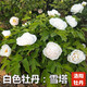 鑫意牡丹花苗正宗洛陽(yáng)牡丹花樹(shù)苗盆栽大苗牡丹苗花種四季重瓣花卉花籽 白雪塔 牡丹苗2-3分叉+肥料