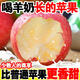 頭茬果山西運城萬(wàn)榮冰糖心紅富士羊奶蘋(píng)果整箱新鮮當季水果CC 3斤 【單果65mm+】網(wǎng)格裝
