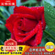 歐悟玫瑰花苗特大花帶花苞花卉綠植物盆栽月季薔薇室內外庭院陽(yáng)臺四季 紅玫瑰【多分枝加侖盆栽好】 帶盆栽好