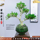 潮裕盆景黃楊盆景精品矮霸老樁造型真樹室內(nèi)花卉綠植盆栽客廳陽臺玄關(guān)擺件 精品黃楊盆景1 帶盆栽好