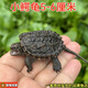 萌龜飼家北美小鱷龜雜佛鱷龜苗活物小烏龜寵物活潑外塘兇猛幼苗活體 小鱷龜5-6厘米 1只單身龜（孤獨）