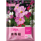 花友秀 波斯菊種子 矮桿混色 盆栽格?；ǚN子易活花種四季開花不斷