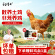 楊博士皖南散養(yǎng)土雞仔公雞1只 凈重1斤及以上 雞肉整雞帶心肝胗源頭直發(fā)