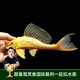 云峰海瑞清潔魚(yú)活體熱帶魚(yú)觀(guān)賞魚(yú)水族寵物工具魚(yú)垃圾魚(yú)老鼠魚(yú)魚(yú)缸除藻 女王大帆2條5-8cm