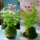 艾瑩超微水培姬月季四季開(kāi)花卉陽(yáng)臺桌面迷你小盆栽水中美人苔蘚球植物 帶花苞】超微姬月季苔蘚球2盆(粉+紅)