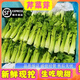 物鮮仙子清芹芽新鮮特色蔬菜云南高原水果青芹芽西芹嫩芽餐飲特色食材順豐 1500g 精選