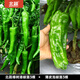 北蔬樟樹(shù)港辣椒苗種帶土秧苗活苗正宗辣椒樹(shù)苗湖南四季蔬菜苗農科院 北蔬樟樹(shù)港辣椒苗3棵薄皮椒苗3棵