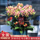 植伴蝴蝶蘭盆栽喬遷開(kāi)業(yè)商務(wù)慶典鮮花速遞同城室內植物花卉上海配送花 金玉滿(mǎn)堂--6株蝴蝶蘭盆栽（花盆類(lèi)似）