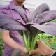 壽禾油菜種子矮腳上海青梗菜蔬菜小白菜快菜秋季壽光蔬種籽四季青菜 紫油菜種子10g