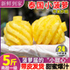 【香水小菠蘿】泰國品種迷你香水小菠蘿鳳梨甜水果5斤新鮮非削皮W 3斤 300-600g-