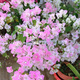 稀有三角梅新品四季開花幼苗盆栽陽(yáng)臺(tái)好養(yǎng)花 綠櫻【包對(duì)版成活+肥料】 八年生枝條扦插成活【花開滿樹】