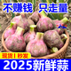 2025年云南新鮮大蒜頭現(xiàn)挖新蒜紫皮大蒜批發(fā)蒜鮮蒜紅皮糖醋濕蒜頭 5斤 【大果40-45mm】