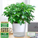 泰西絲鴨腳木盆栽水培植物懶人自吸盆綠植客廳擺件+光汐吸水盆 源頭直發(fā)